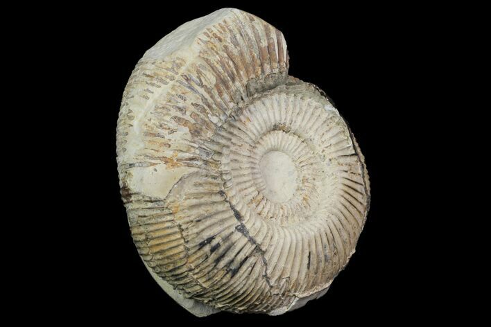 Ammonite In Septarian - Madagascar #113491